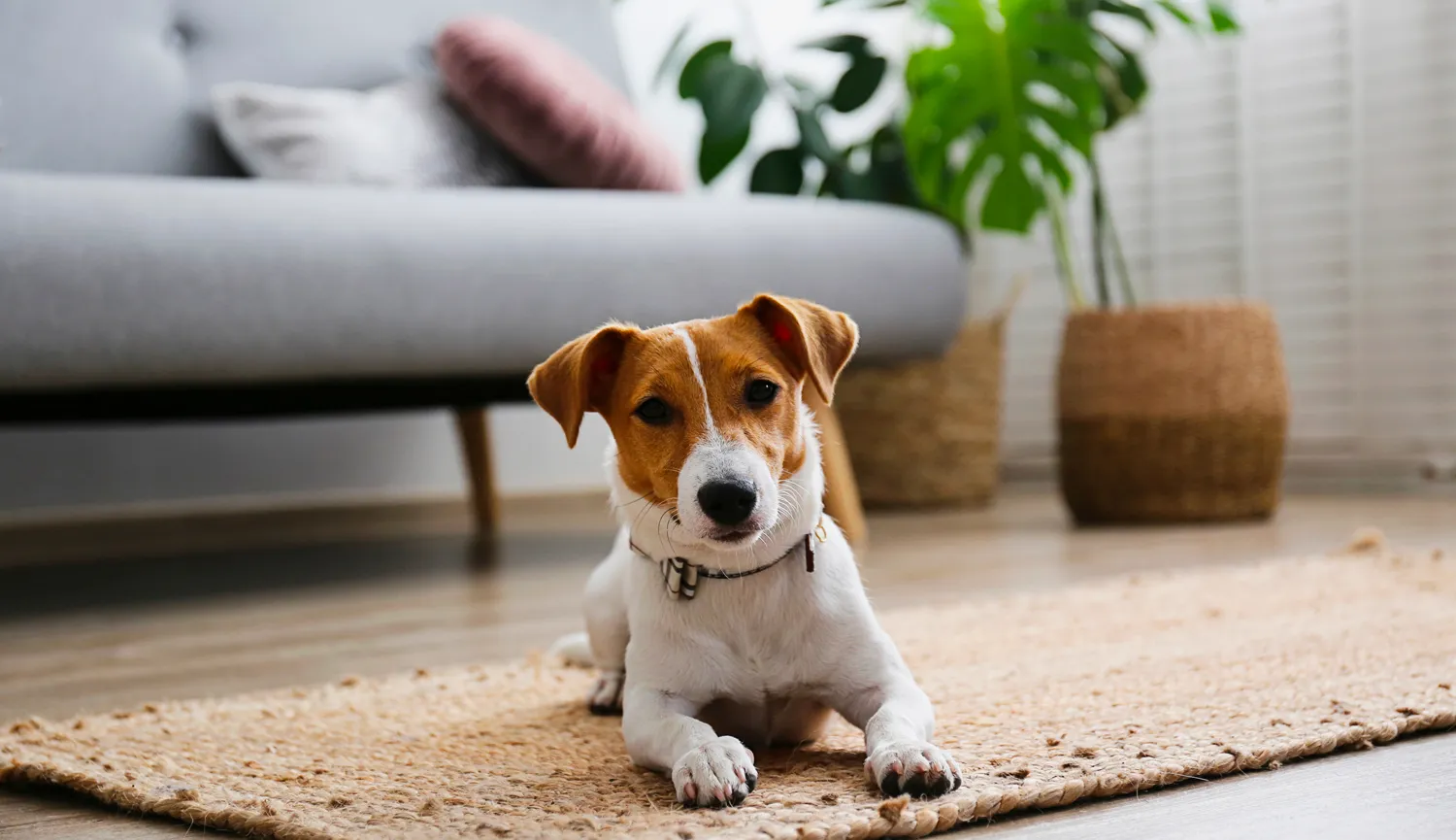 ソファの近くでくつろぐ犬